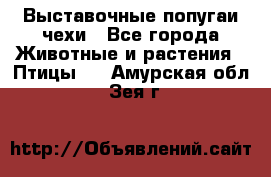 Выставочные попугаи чехи - Все города Животные и растения » Птицы   . Амурская обл.,Зея г.